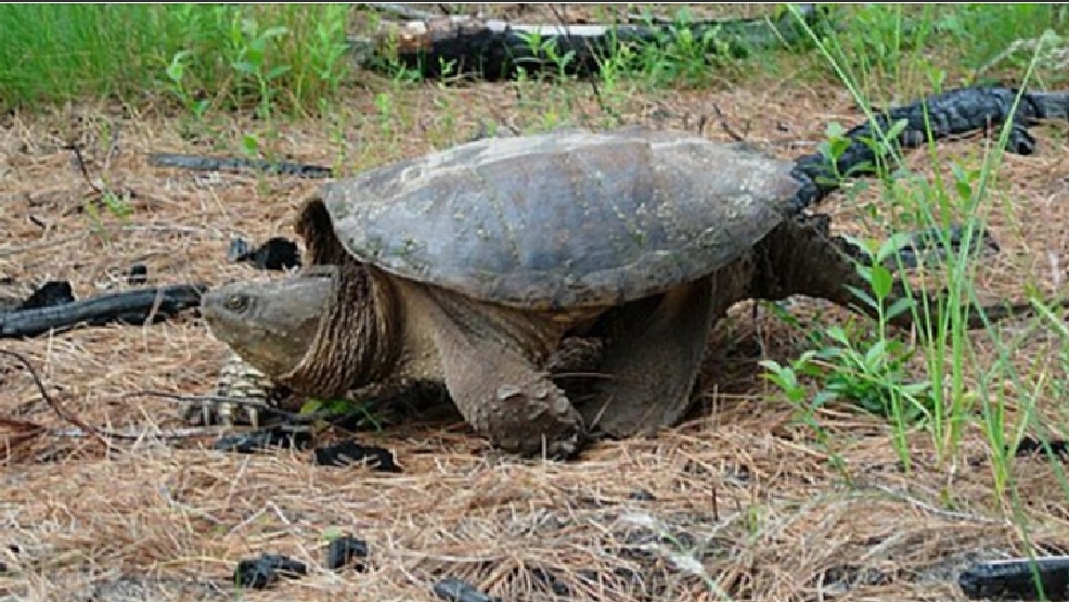 Turtle Man Died – Turtleman From Call Of The Wildman – ZBBT
