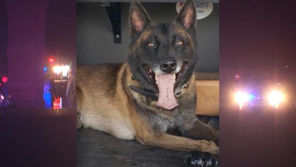 Sheriff K9 Killed In Line Of Duty Will Receive Full Honors Woai